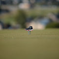 AJ 11 Sneaker Inspired Divot Repair Tool - Yippy Golf